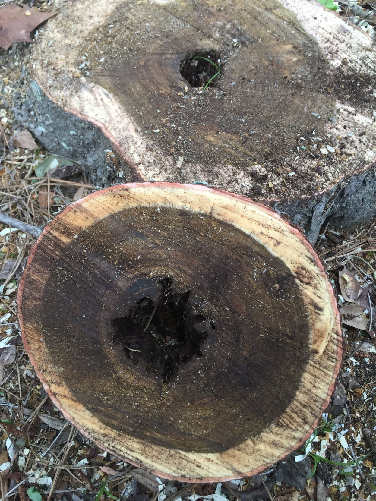 Wilt disease